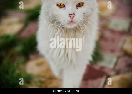 I gatti sanno come ottenere cibo senza lavoro, riparo senza confinamento e amore senza sanzioni. Foto Stock