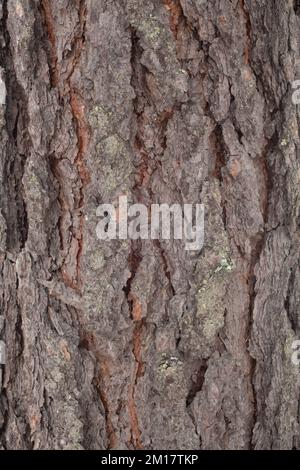 La corteccia su un pino Ponderosa, Pinus ponderosa subsp. ponderosa, a Troy, Montana. Il giovane pino ponderosa ha un aspetto da marrone più scuro a quasi nero Foto Stock