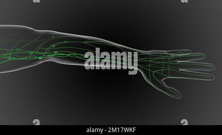 Il sistema linfatico è una rete di delicati tubi in tutto il corpo, drenare il fluido 3D illustrazione Foto Stock