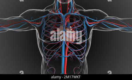 Anatomia del sistema circolatorio del cuore umano per il concetto medico 3D Illustrazione Foto Stock