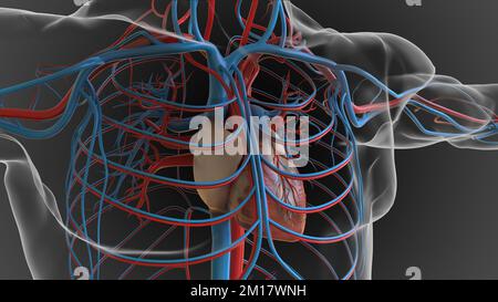 Anatomia del sistema circolatorio del cuore umano per il concetto medico 3D Illustrazione Foto Stock
