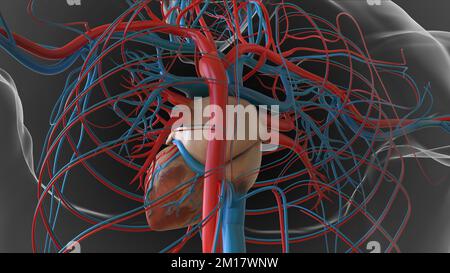 Anatomia del sistema circolatorio del cuore umano per il concetto medico 3D Illustrazione Foto Stock