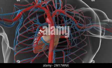 Anatomia del sistema circolatorio del cuore umano per il concetto medico 3D Illustrazione Foto Stock