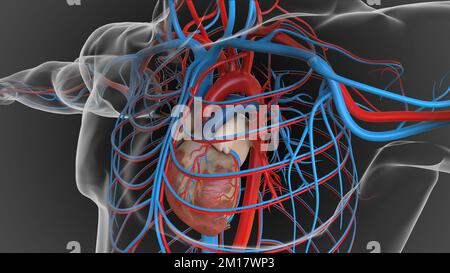 Anatomia del sistema circolatorio del cuore umano per il concetto medico 3D Illustrazione Foto Stock