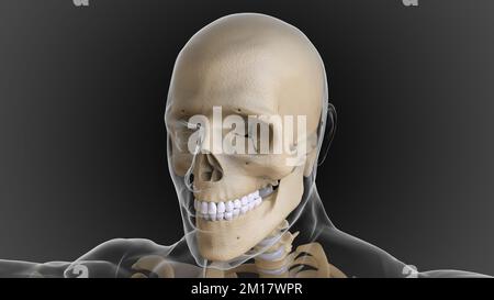 Lo scheletro osseo è diviso in 2 parti scheletro assiale e scheletro appendicolare 3D illustrazione Foto Stock