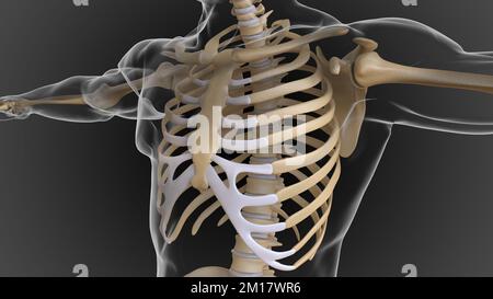 Lo scheletro osseo è diviso in 2 parti scheletro assiale e scheletro appendicolare 3D illustrazione Foto Stock