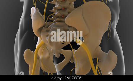 Lo scheletro osseo è diviso in 2 parti scheletro assiale e scheletro appendicolare 3D illustrazione Foto Stock