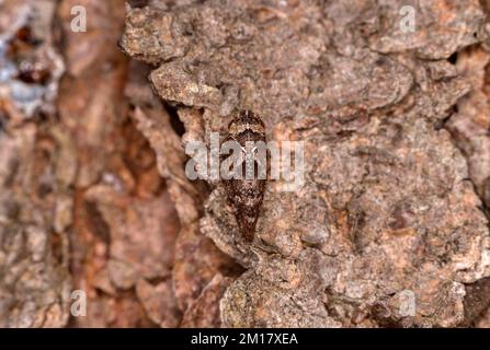 Cicada in schiuma di pino (Aphrophora corticea), Vallese, Svizzera, Europa Foto Stock