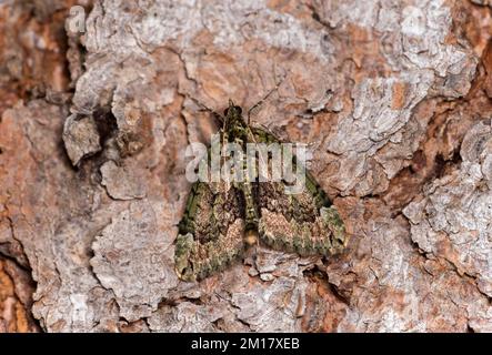 Tappeto rosso-verde (Chloroclysta siterata), Vallese, Svizzera, Europa Foto Stock