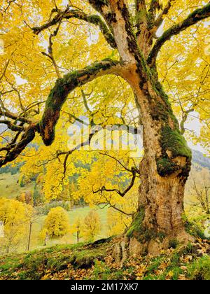 Vecchio acero di Sycamore (Acer pseudo plantanus), in decolorazione autunnale, Canton Glarona, Svizzera, Europa Foto Stock