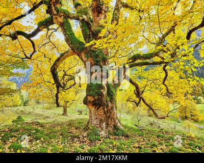 Vecchio acero di Sycamore (Acer pseudo plantanus), in decolorazione autunnale, Canton Glarona, Svizzera, Europa Foto Stock