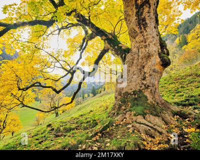 Vecchio acero di Sycamore (Acer pseudo plantanus), in decolorazione autunnale, Canton Glarona, Svizzera, Europa Foto Stock