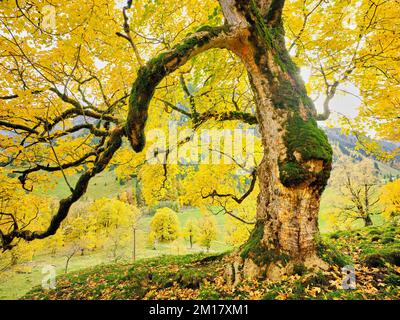 Vecchio acero di Sycamore (Acer pseudo plantanus), in decolorazione autunnale, Canton Glarona, Svizzera, Europa Foto Stock