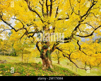 Vecchio acero di Sycamore (Acer pseudo plantanus), in decolorazione autunnale, Canton Glarona, Svizzera, Europa Foto Stock