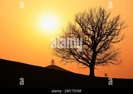 Silhouette di querce (Quercus), e tigli (Tilia), in un paesaggio di drumlin alla luce del sole tramontare, Hirzel, Canton Zurigo, Svizzera Foto Stock