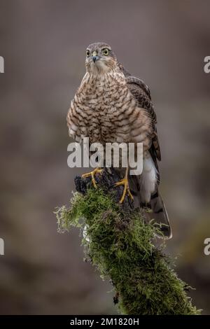 Giovane maschio Sparrowwak Bird of Prey. Falco selvatico nel Regno Unito fotografato nel West Yorkshire Foto Stock