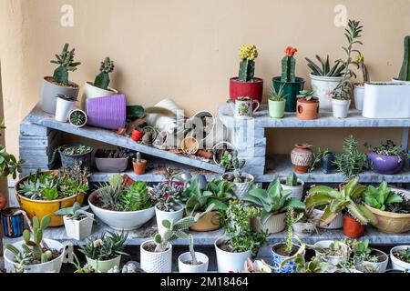 Le piante sono crollate con pentole di ceramica e terracotta rotte Foto Stock