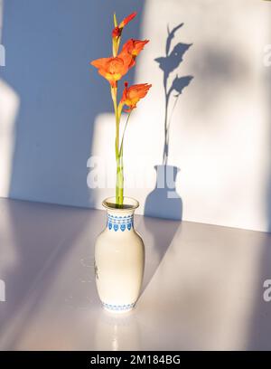 Gambo di fiore di gladiolo arancione in vaso di ceramica bianco con ombre isolate su fondo bianco Foto Stock