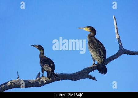 Piccolo cormorano Nero (Phalacrocorax sulcirostris) Cormorano Grande (Phalacrocorax carbo) Bundaberg Australia Foto Stock