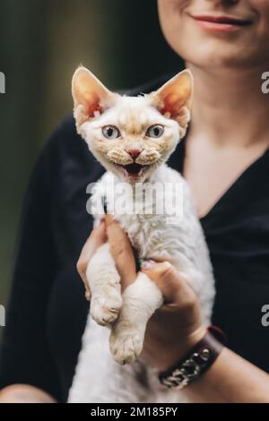 Il gatto obbediente Devon Rex con il colore della pelliccia bianca si muta mentre si siede sulle mani. Curioso divertente carino bello Devon Rex Cat guardando la macchina fotografica. Gatti Foto Stock