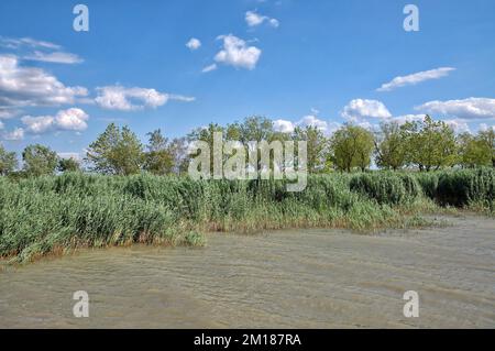 Cintura di Reed al lago Neusiedler See, Burgenland, Austria Foto Stock