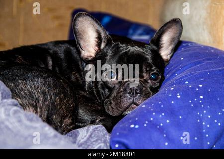 Primo piano ritratto di un bulldog francese nero che giace blu su un cuscino Foto Stock