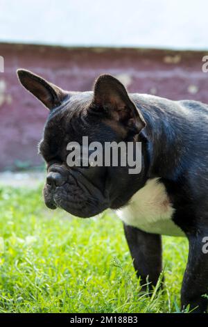 Primo piano ritratto di un bulldog francese nero su un prato verde. Foto Stock