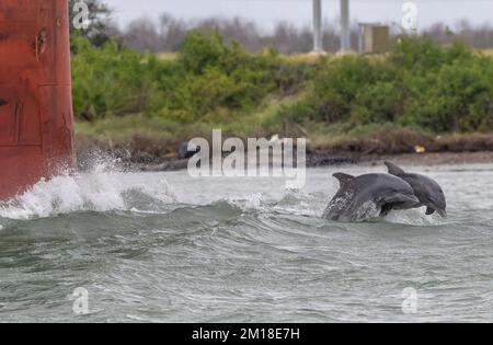 Delfini tursiopi comuni, Tursiops truncatus, immersioni e gioco di fronte alla nave in movimento. Port Aransas, Texas. Foto Stock