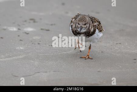 Turnstone, Arenaria si intreccia, in inverno precipita, nutrirsi lungo il litorale sulla spiaggia di sabbia. Foto Stock