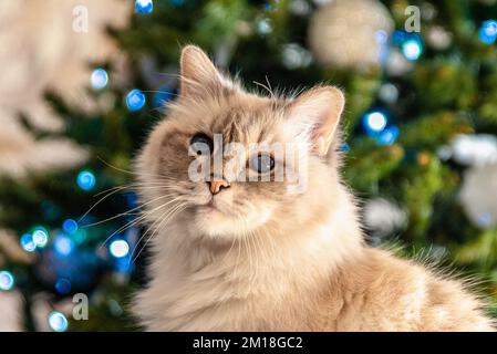 Il gatto sacro della Birmania, una creatura meravigliosa Foto Stock