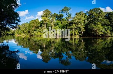 Amazonia - muro di verde foresta tropicale della giungla amazzonica, verde inferno della Amazonia. Selva al confine tra Brasile e Perù. Fiume Yavari in J Foto Stock