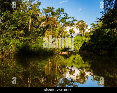 Amazonia - muro di verde foresta tropicale della giungla amazzonica, verde inferno della Amazonia. Selva al confine tra Brasile e Perù. Fiume Yavari in J Foto Stock