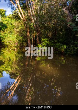 Amazonia - muro di verde foresta tropicale della giungla amazzonica, verde inferno della Amazonia. Selva al confine tra Brasile e Perù. Fiume Yavari in J Foto Stock