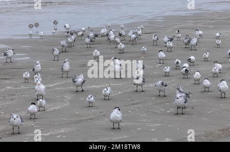 Gruppo di riposo di terns wintering sulla spiaggia sabbiosa - Sandwich terna, Royal terna, e Forster terna; Golfo del Messico, Texas. Foto Stock