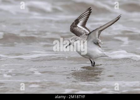 Sanderling, Calidris alba, in volo, atterrando in surf per preen. Piumaggio invernale. Foto Stock