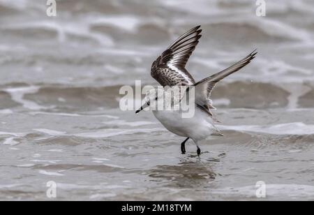 Sanderling, Calidris alba, in volo, atterrando in surf per preen. Piumaggio invernale. Foto Stock