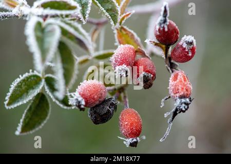 Eton, Windsor, Berkshire, Regno Unito. 11th dicembre 2022. Anche di rosa rossa congelata. Dopo un'altra notte di temperature gelide, Eton è stato trasformato in un paese delle meraviglie invernali ancora oggi, come ragnatele e le piante sono stati congelati con brina di bue. Il gelo del porro ha un aspetto distintivo poichè forma i capelli come o le strutture di piuma mentre si sviluppa. Un avvertimento di tempo giallo per ghiaccio e nebbia rimane oggi sul posto. La neve è prevista nel Berkshire per questa sera. Credit: Maureen McLean/Alamy Live News Foto Stock