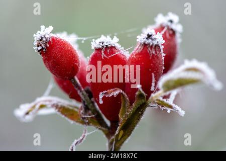 Eton, Windsor, Berkshire, Regno Unito. 11th dicembre 2022. Anche di rosa rossa congelata. Dopo un'altra notte di temperature gelide, Eton è stato trasformato in un paese delle meraviglie invernali ancora oggi, come ragnatele e le piante sono stati congelati con brina di bue. Il gelo del porro ha un aspetto distintivo poichè forma i capelli come o le strutture di piuma mentre si sviluppa. Un avvertimento di tempo giallo per ghiaccio e nebbia rimane oggi sul posto. La neve è prevista nel Berkshire per questa sera. Credit: Maureen McLean/Alamy Live News Foto Stock