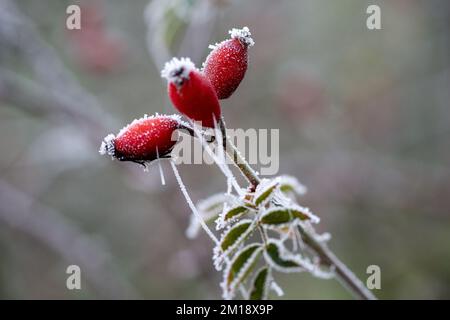 Eton, Windsor, Berkshire, Regno Unito. 11th dicembre 2022. Anche di rosa rossa congelata. Dopo un'altra notte di temperature gelide, Eton è stato trasformato in un paese delle meraviglie invernali ancora oggi, come ragnatele e le piante sono stati congelati con brina di bue. Il gelo del porro ha un aspetto distintivo poichè forma i capelli come o le strutture di piuma mentre si sviluppa. Un avvertimento di tempo giallo per ghiaccio e nebbia rimane oggi sul posto. La neve è prevista nel Berkshire per questa sera. Credit: Maureen McLean/Alamy Live News Foto Stock