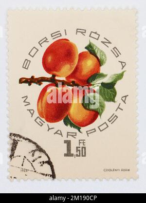 Foto di un francobollo dall'Ungheria Borsi Rózsa Apricots Exposition serie 1964 Foto Stock