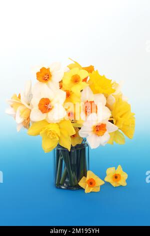 Daffodil primaverile e narciso disposizione floreale su sfondo bianco blu sfumato. Bella natura Pasqua primavera simbolo floreale. Foto Stock