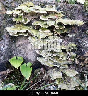 Una vista del labirinto mossy polipore nel legno Foto Stock