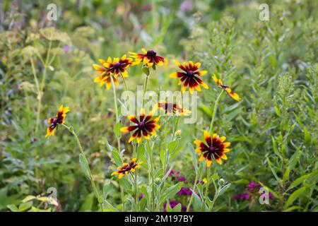 Bella fiori da giardino luminoso nella stagione fiorita. Foto Stock