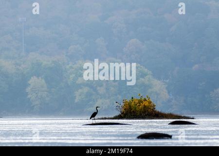 Grande airone blu in autunno sul fiume Susquehanna, Susquehanna River Valley, vicino a Dauphin, Pennsylvania, Stati Uniti, Regione del Medio Atlantico. Foto Stock