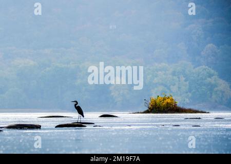 Grande airone blu in autunno sul fiume Susquehanna, Susquehanna River Valley, vicino a Dauphin, Pennsylvania, Stati Uniti, Regione del Medio Atlantico. Foto Stock