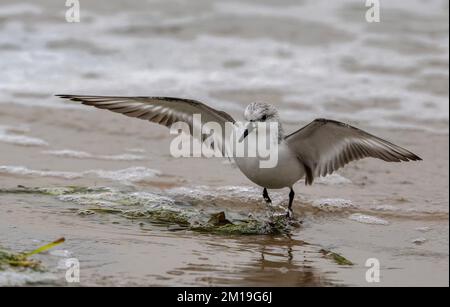 Sanderling, Calidris alba, in volo, arrivando a terra in tideline, inverno. Foto Stock