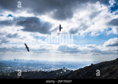 Vista mozzafiato degli uccelli che si stagliano sopra il centro di Los Angeles, CA, presa dal Griffith Park; l'Osservatorio Griffith si trova in basso al centro, a destra. Foto Stock