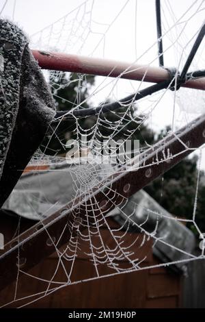 Un primo piano di un Cobweb ghiacciato Spiders su un Misty Dew mattina Foto Stock