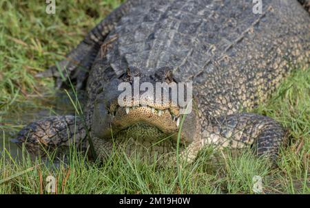 Alligatore americano, alligatore mississippiensis, riposante nella fredda giornata invernale. Texas. Foto Stock