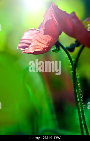 fiore di papavero in fiore Foto Stock